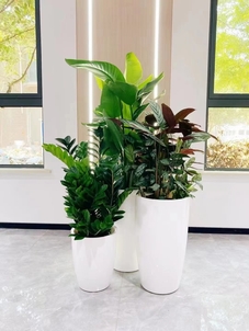 慈溪花木租赁价格实惠