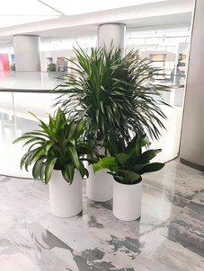 宁波慈溪花卉租摆哪家好 宁波慈溪花卉租摆哪家好